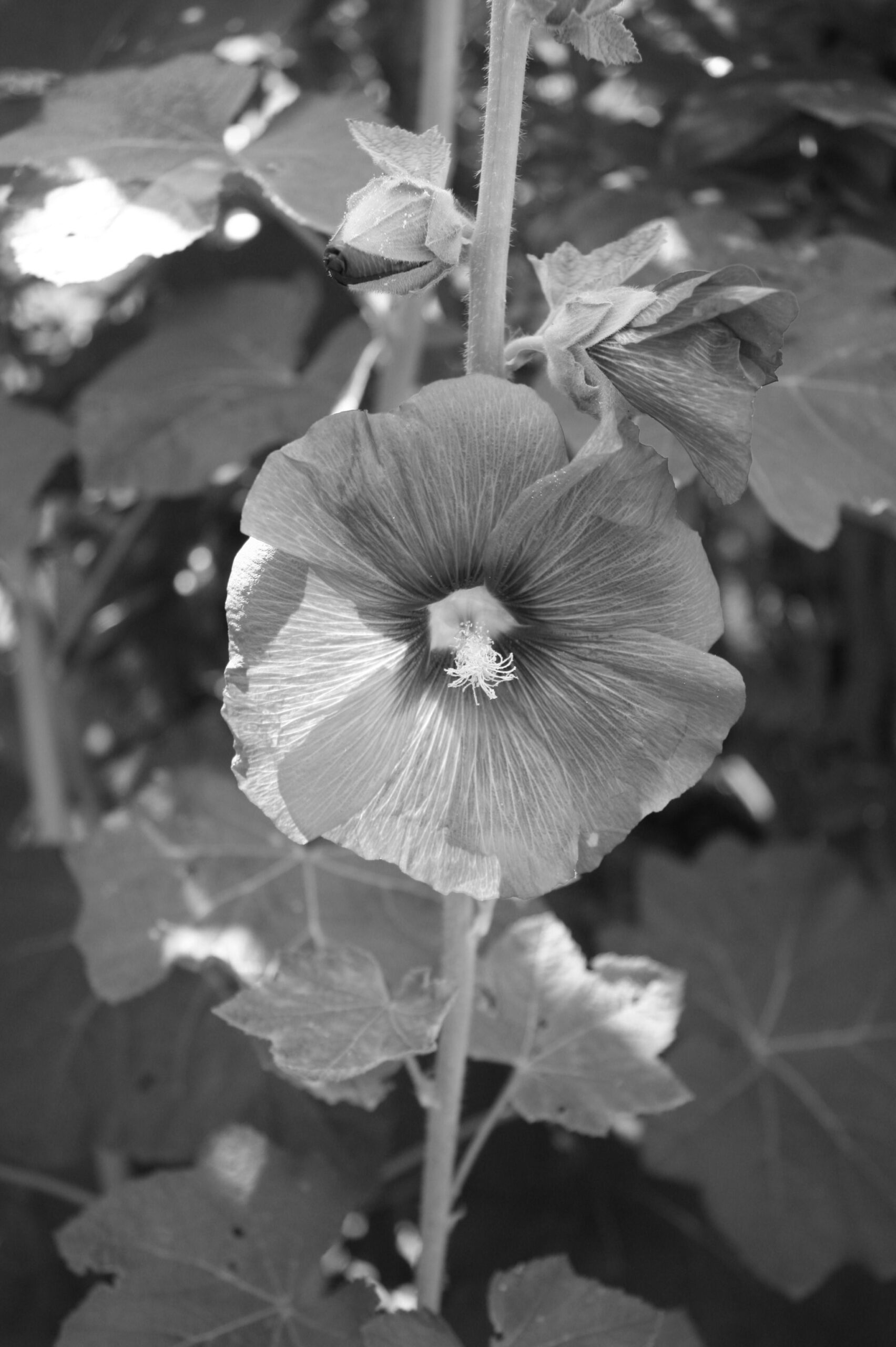 stockrose